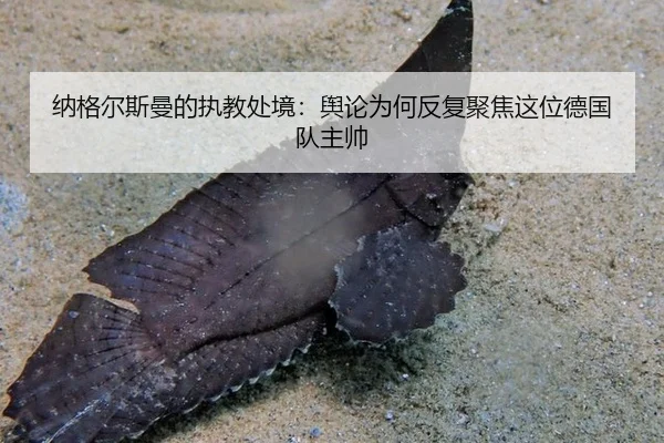na-ge-er-si-man-de-zhi-jiao-chu-jing-yu-lun-wei-he-fan-fu-ju-jiao-zhe-wei-de-guo-dui-zhu-shuai-2-453.jpg